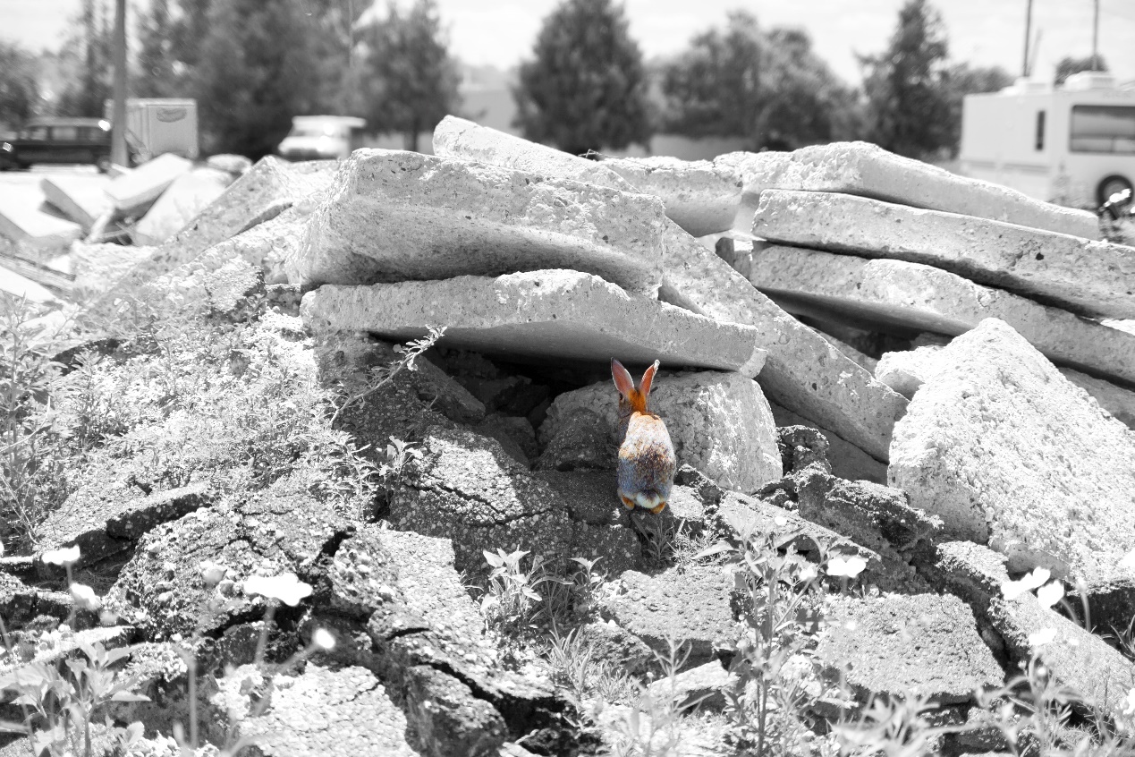 说明: C:\Users\Administrator\Desktop\新建文件夹\_MG_1008.jpg