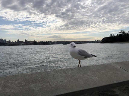 澳洲小结-徐士畯