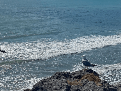 访学小结-余涵彬