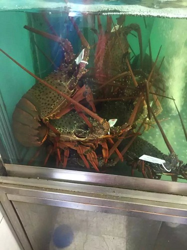 澳洲学习小结（汤嘉臣）